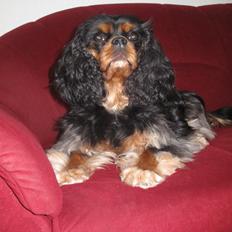 Cavalier king charles spaniel Daisy <3