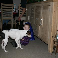 Dansk svensk gaardhund Albert