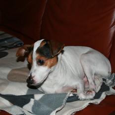 Dansk svensk gaardhund Albert