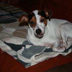 Dansk svensk gaardhund Albert