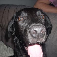 Labrador retriever chilli