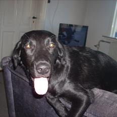 Labrador retriever chilli