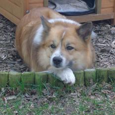 Islandsk fårehund Magnus Hansen (Himmelhund) 