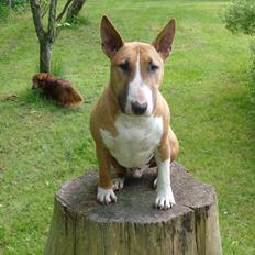 Bullterrier Bailey (Himmelhund) 