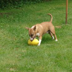Bullterrier Bailey (Himmelhund) 
