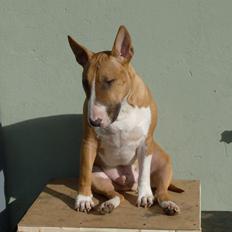 Bullterrier Bailey (Himmelhund) 