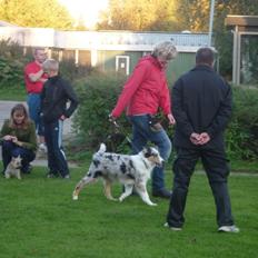 Collie langhåret Kiva's Eden Eclipse of Mr. Pattinson