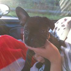 Fransk bulldog harley