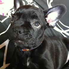 Fransk bulldog harley