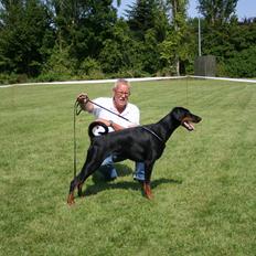 Dobermann Brown Chief Amaya