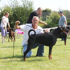 Dobermann Brown Chief Amaya