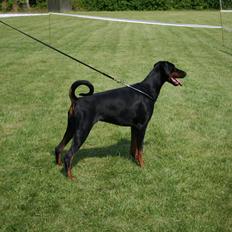Dobermann Brown Chief Amaya