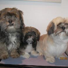 Lhasa apso Mountain High´s Selma