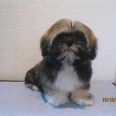 Lhasa apso Mountain High´s Selma