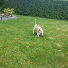 Bullterrier miniature Bulliequeens Alba