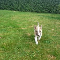 Bullterrier miniature Bulliequeens Alba