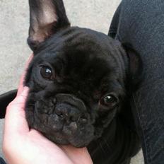 Fransk bulldog Knakkers Ditte