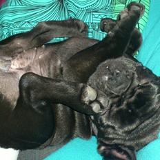 Fransk bulldog Knakkers Ditte