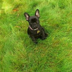 Fransk bulldog Knakkers Ditte