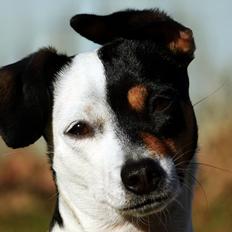 Dansk svensk gaardhund Dina