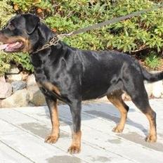 Rottweiler Chantal von der Mattesburg