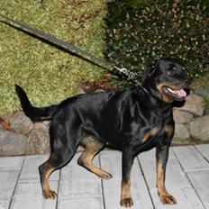 Rottweiler Chantal von der Mattesburg