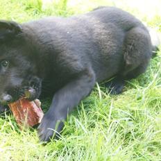 Schæferhund Kweo's Xavi