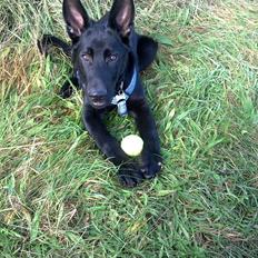 Schæferhund Kweo's Xavi