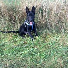 Schæferhund Kweo's Xavi