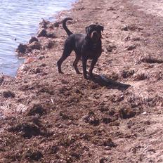 Rottweiler Ikaros von Hause Nomis