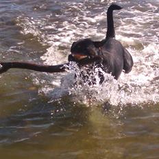 Rottweiler Ikaros von Hause Nomis