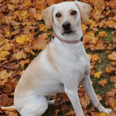 Blanding af racer Freja