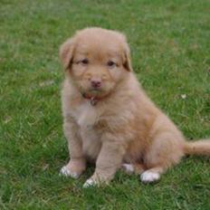 Nova scotia duck tolling retriever Alberte