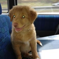 Nova scotia duck tolling retriever Alberte