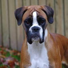 Boxer Schwartzbox Henna