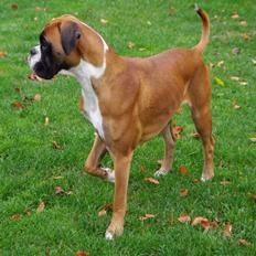 Boxer Schwartzbox Henna