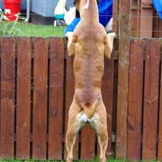 Boxer Schwartzbox Henna