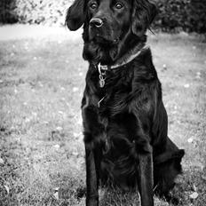 Labrador retriever / Flat coat - Bella