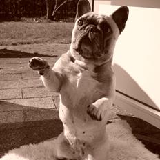 Fransk bulldog Pina
