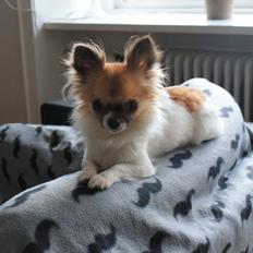 Chihuahua House Of Holtens Brise (Nellie)