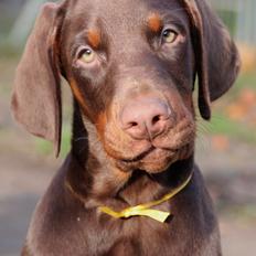 Dobermann Proud Danish Free Falkor