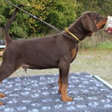 Dobermann Proud Danish Free Falkor