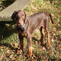Dobermann Proud Danish Free Falkor