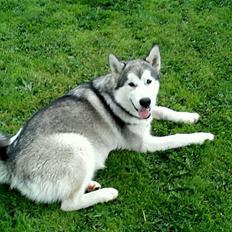 Alaskan malamute Kisja
