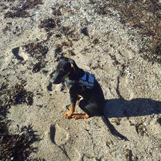 Blanding af racer Bastian