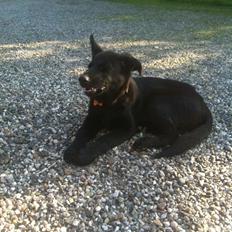 Blanding af racer Bailey