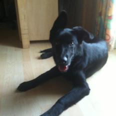 Blanding af racer Bailey