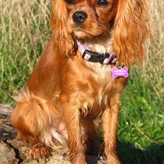 Cavalier king charles spaniel Nellie 30/3-12 - 4/9-17