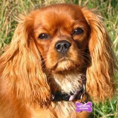 Cavalier king charles spaniel Nellie 30/3-12 - 4/9-17