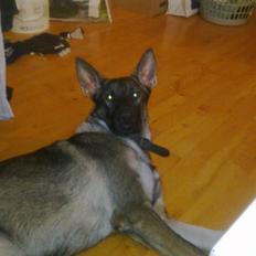 Schæferhund choco
